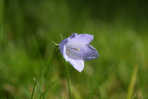 harebell.jpg